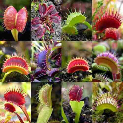Dionaea Muscipula, Il Fascino Esotico Di Una Pianta Carnivora - Foto 9