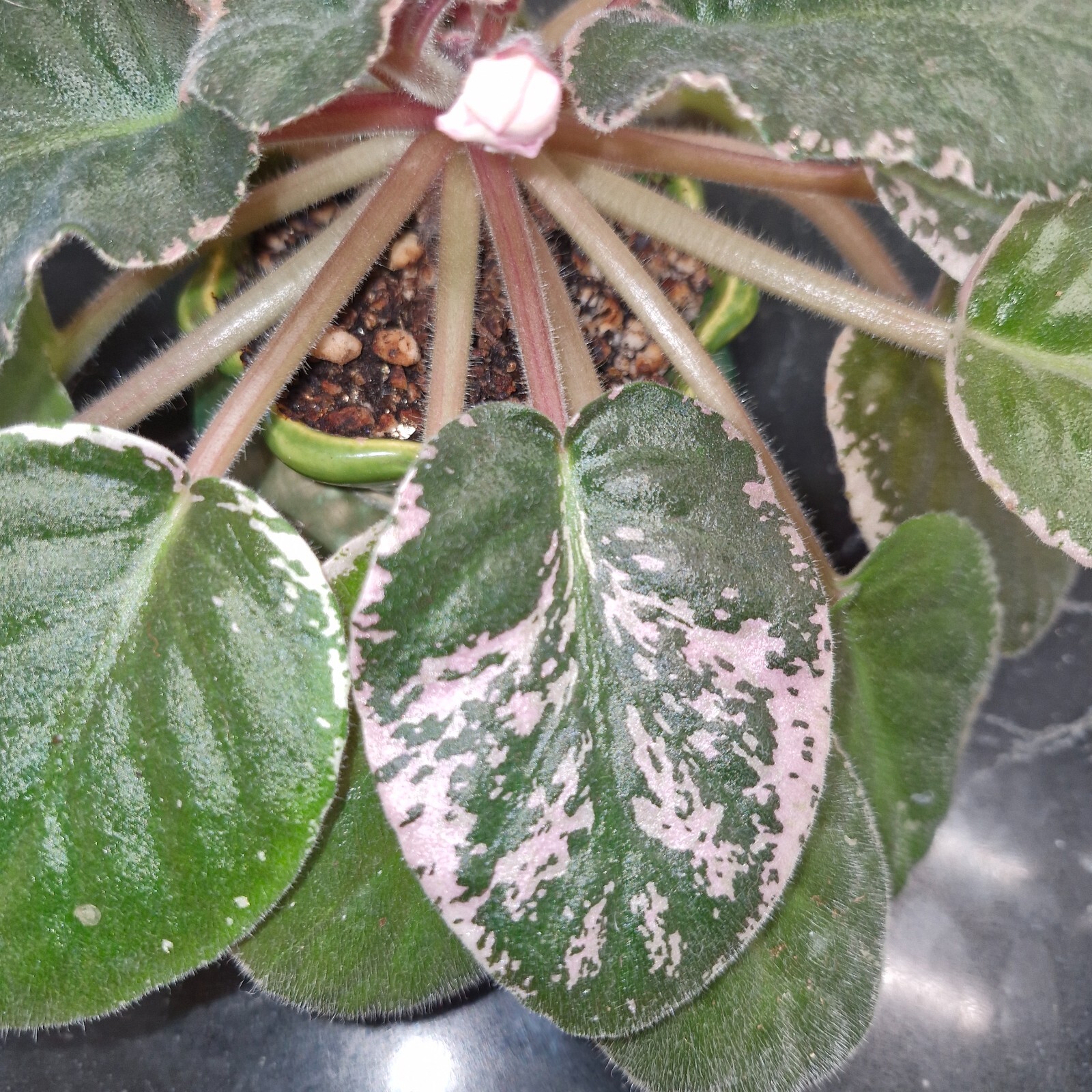 Picture 4 of 5