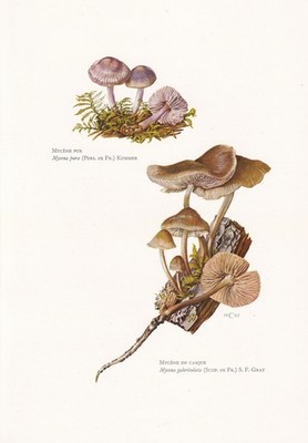 1960s COMMON BONNET MUSHROOM Print & Lilac Bonnet Mushroom - 7,5 x 10,6 Inches