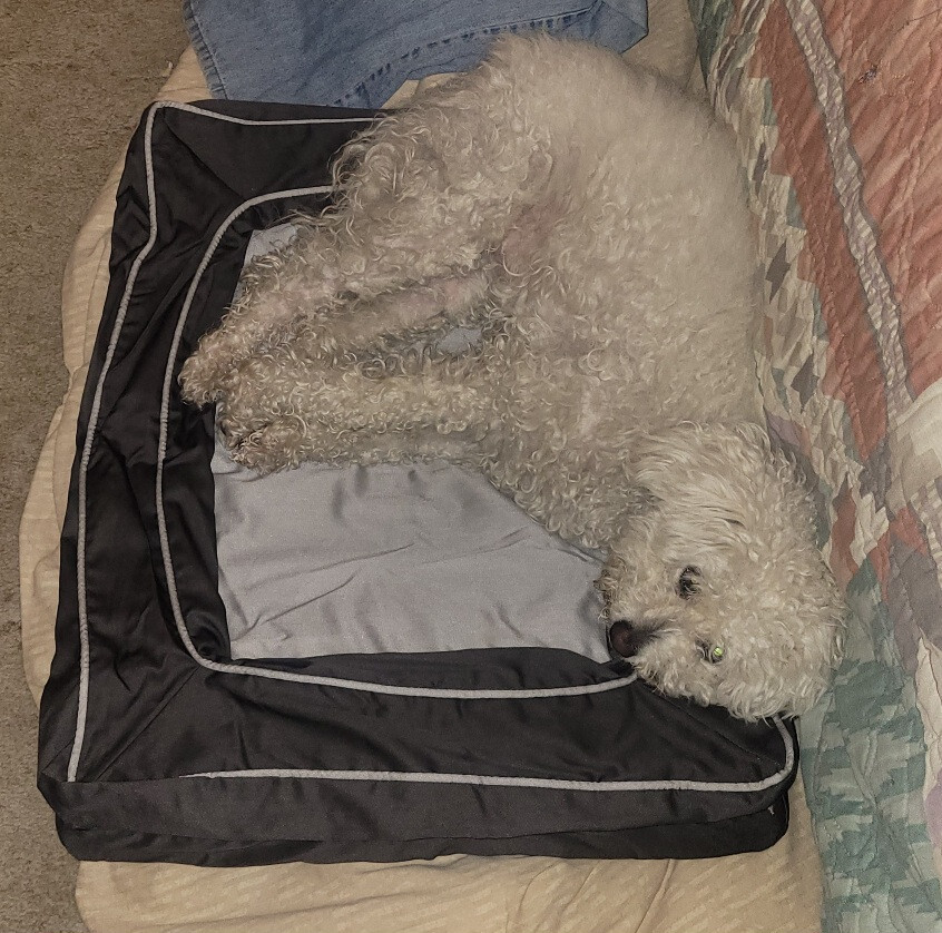 Sealy Lux Premium SMALL Grey Dog Bed 25