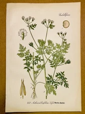 1886 ANTIQUE PICTURES LITHOGRAPH ART PRINT BOTANY FLOWER FLORA NATURE DECO PO...