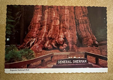 Postcards ~ B2393 ~ General Sherman Tree ~ UNMAILED