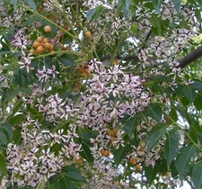 Chinaberry, Melia azedarach, Tree Seeds