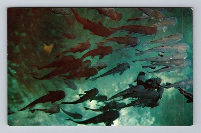 Florida FL Silver Springs Thousands Catfish Glass Bottom Boats Vintage Postcard