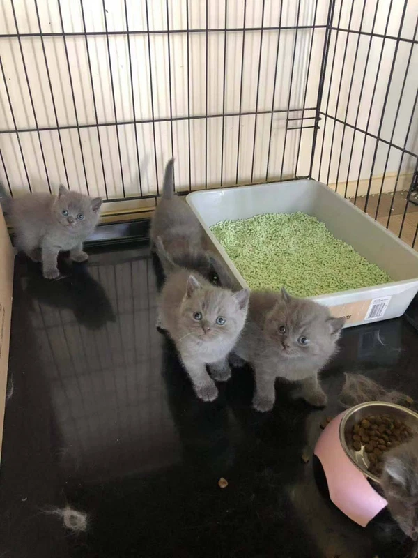 british shorthair kittens central coast