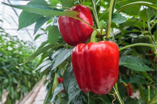 Bell Pepper Seeds Sweet California Wonder - 50 seeds -Vegetable seeds Capsicum - Picture 4 of 4