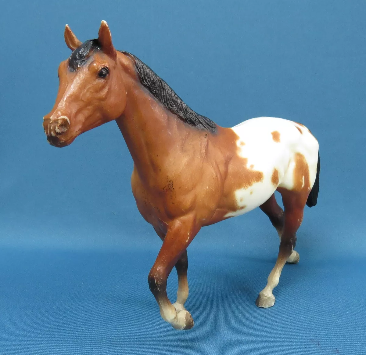 Stock Horse Stallion, Bay Appaloosa