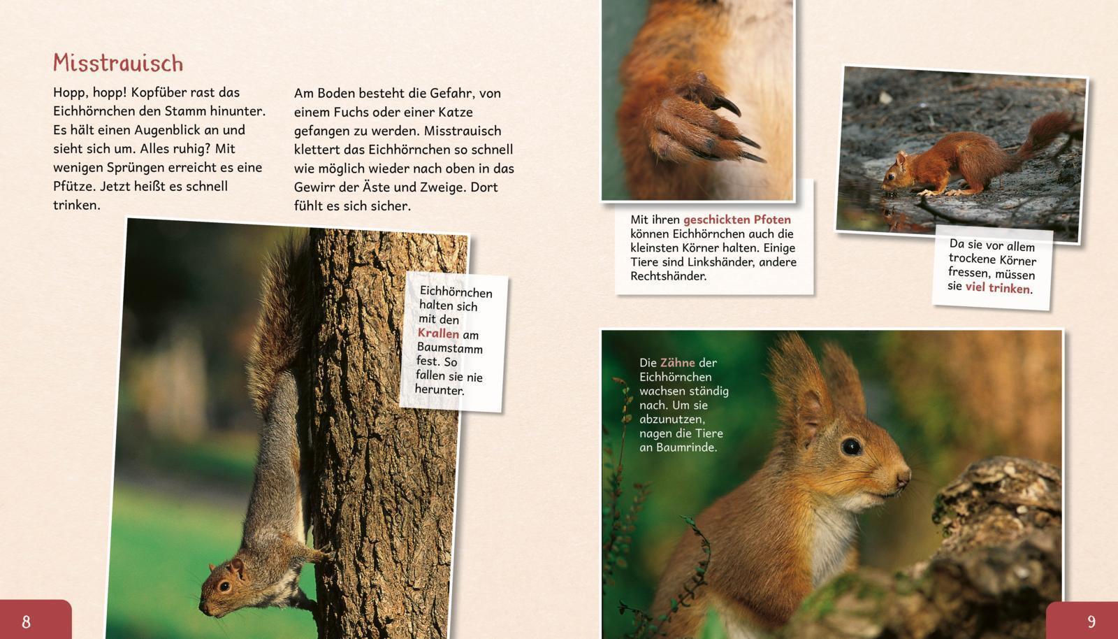 Thumbnail - Meine Große Tierbibliothek: Das Eichhörnchen Stéphanie Ledu-frattini