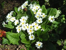 PRIMULA DANOVA WHITE 100 SEEDS