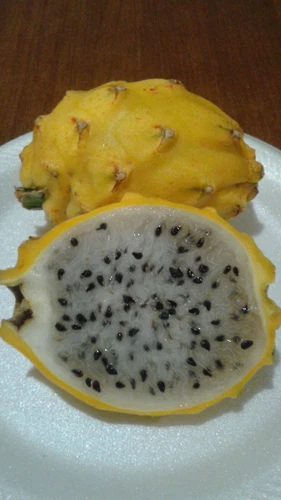 Dragon Fruit Yellow (20 seeds) fresh this season {VERY RARE & EXOTIC}*DELICIOUS*
