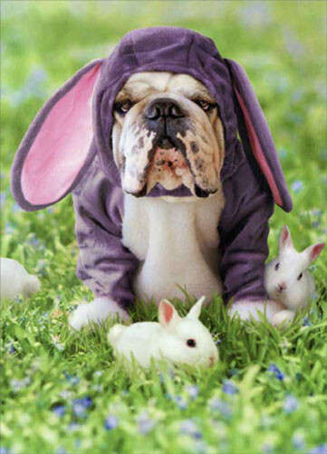 Dog In Bunny Suit Funny Bulldog Easter Card - Greeting Card by Avanti Press - Picture 1 of 2