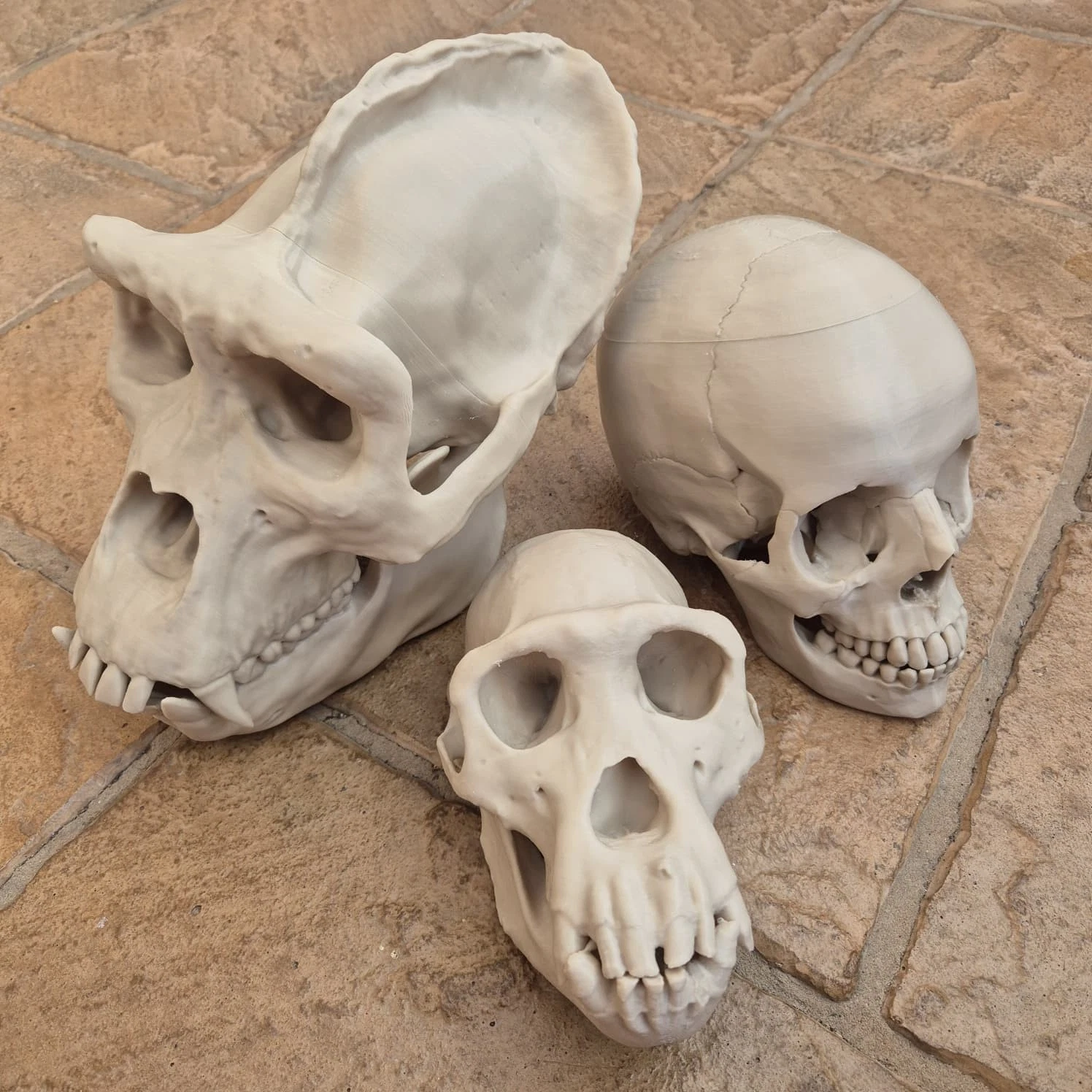 Hominids Skull Bundle - Life Size 3D Print (Human, Gorilla and Chimp)