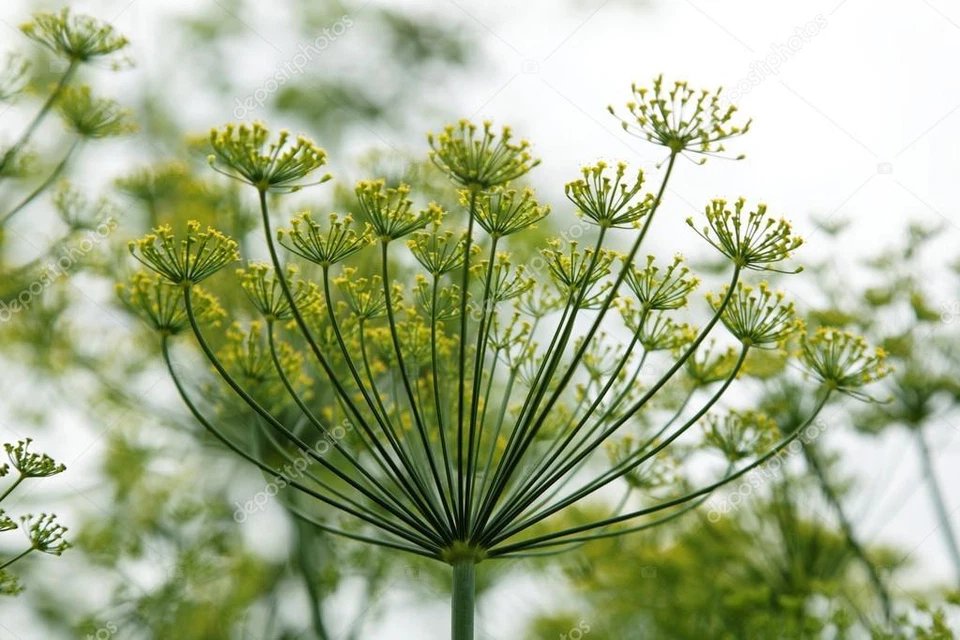 HORTUS 600 SEMI DI ANETO " Anethum graveolens" erba aromatica - ricette cucina- seeds