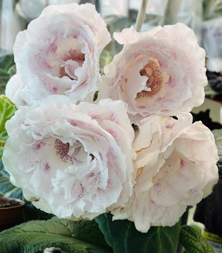 Gloxinia MG- Morning Star. Sprouting bulb .Not a plant. African Violet Kin.