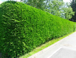 6x western red cedar thuja plicata 3l evergreen hedging grown