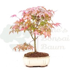 BONSAI Rotaustreibender Fächer-Ahorn 'Acer palmatum 'Deshojo' inkl. Schale.