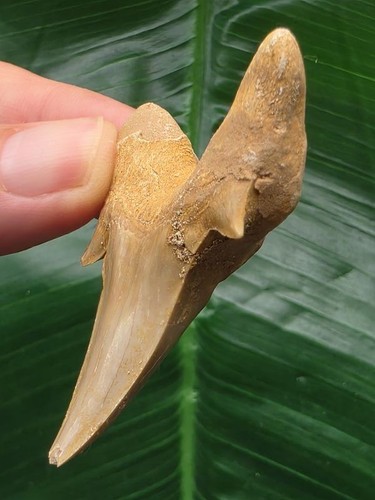 Diente Otodus obliquus 5,3 cm - raíz maciza - tiburón - fósil - diente de tiburón - Imagen 4 de 6