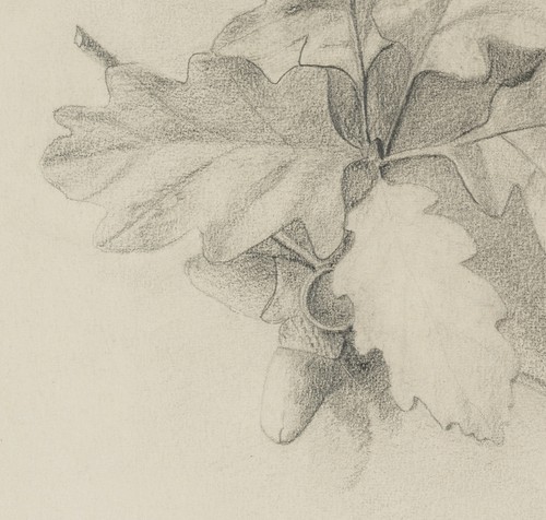B. GRUB (19.Jhd), Studien am Eichenlaub mit Eichel, 1904, Bleistift Realismus - Bild 3 von 4