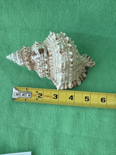 Conchas marinas océano 10 variedad de tamaños mediano pequeño playa peces decoración acuario concha - Imagen 9 de 12