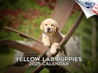Labrador Puppies - Yellow - Dog Breed Calendar 2025 12x18 Made in Usa