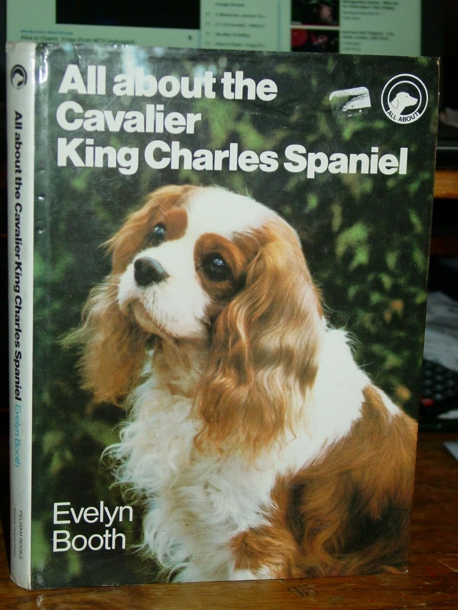 Cavalier king clearance charles spaniel coat