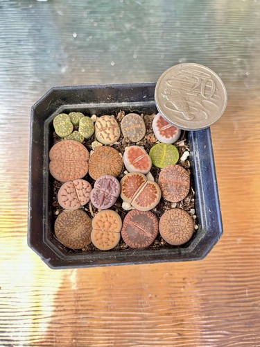 Multi Tys Of Lithops Living Stone Established plants 16Pieces With Pot 3yrs #656 - Picture 2 of 7