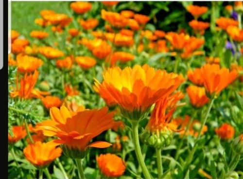 Ringelblume 20 Ableger Calendula officinalis Heilpflanze Bienenweide Wildblume