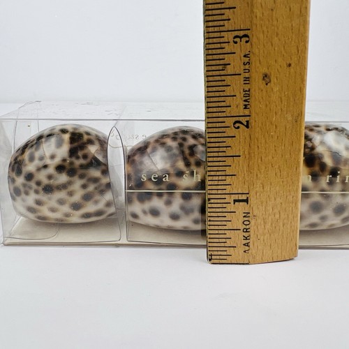 Pier 1 Imports Kaurimuschel Serviettenhalter Ringe 4er Set Maritim Muscheln - Bild 9 von 10