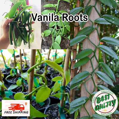 Live Vanilla Bean Rooted Plant VANILA Species PLANIFOLIA ORCHID Cuttings ORGANIC
