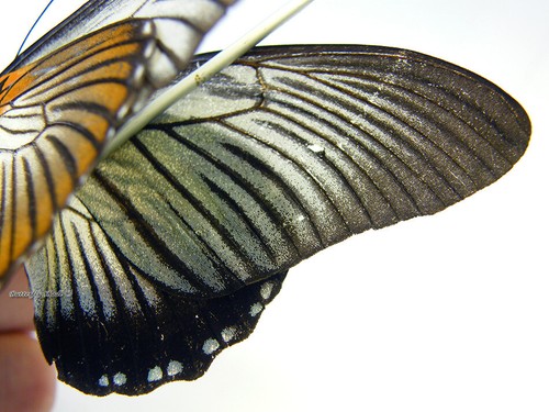 Unmounted Butterfly/Papilionidae - Papilio zalmoxis, FEMALE 2, EXTREMELY RARE! - Zdjęcie 2 z 6