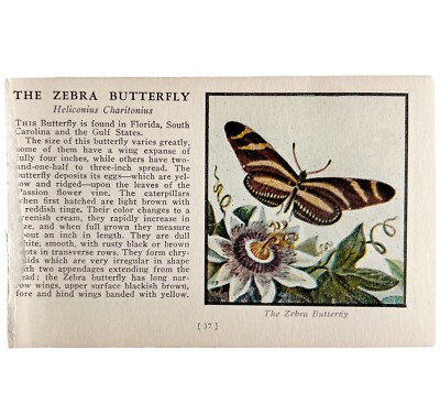 The Zebra Butterfly 1934 Butterflies Of America Antique Insect Art