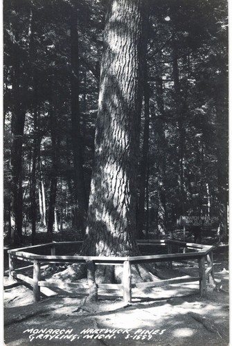 Äsche MI RPPC Monarch Hartwick Pines 1940-50 EK