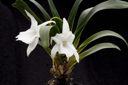 BEAUTIFUL RARE ANGRAECUM MAGDALENAE ORCHID SPECIES FRAGRANT BLOOMING SIZE