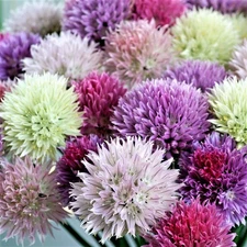 Easy to Grow Allium - Summer Sparkler Mix 60 Plant Bulbs