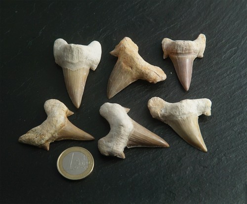 Diente de tiburón fósil suelto 40 millones de años fósiles dientes de tiburón tesoro de piedra - Imagen 5 de 21