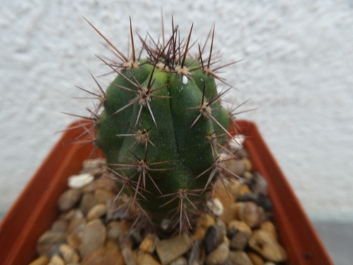 TRI PERUVIANUS, shown in 6.5cm pot, lovely healthy cactus - Picture 4 of 5