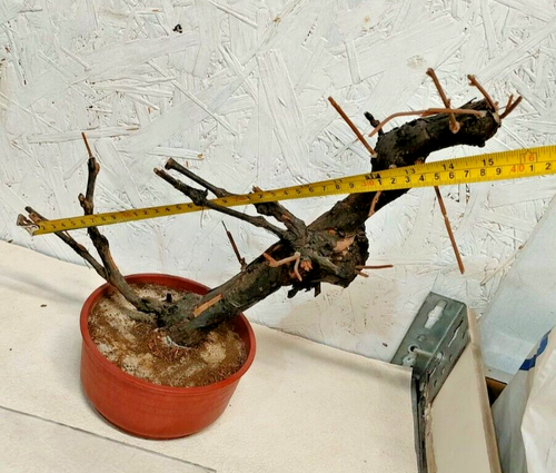BONSAI artificiale - fusto di vite VERO - Foto 10 di 13
