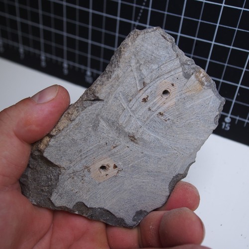 Trilobite Morocconites malladoides Fossil Arthropods Devonian Morocco - Picture 6 of 16