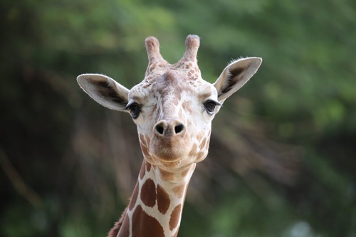 2025 Zambia P65 100 Kwacha Banknote UNC Giraffe - Picture 2 of 2