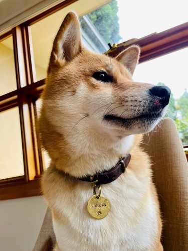 Premium 38mm Hammered Hand Stamped Metal Dog Pet ID Tag Brass, Copper and Alum - Picture 5 of 10