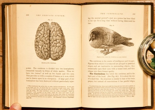1872 1st HC, 14 Weeks in Human Physiology by J. Dorman Steele; A.S. Barnes & Co. - Imagen 8 de 10