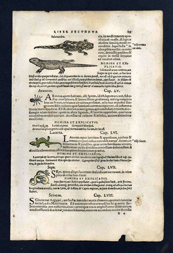 Gravure estampe illustration LE CROCODILE TERRESTRE, LA SALAMANDRE, L'ARAIGNÉE - Imagen 2 de 5