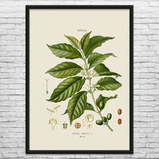 Coffee Botanical Art Print Canvas Framed Poster Barista Gift Coffee Shop Art