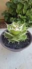 Agave Titanota Oteroi 
