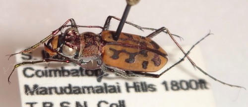 TOP RARITY Cicindela cancellata S. India #103 Cosmodela Mantichora Tiger Beetle - Picture 2 of 2