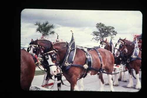 4 35mm Slides 1975 Budweiser Clydesdale Horses Brewing Advertising Color - Bild 4 von 5