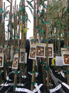 All-In-One-Almond-Trees