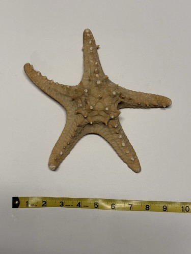 Large Vintage Genuine Real Starfish