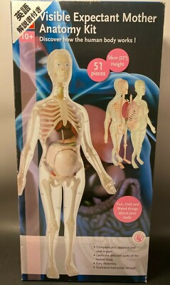 ４D　解剖模型　Visible Female Anatomy Kit 56cm 56cm Visible Female Anatomy Kit | HLJ.com