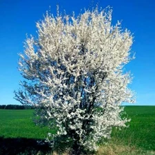 AMERICAN PLUM TREE SEEDS (Prunus americana) Fast Fruit Flower Plant Hardy-Zone 3